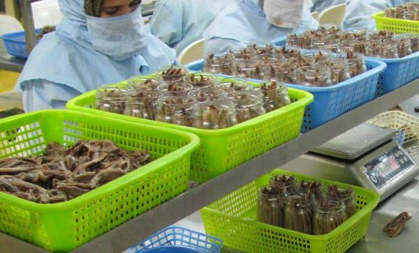 Hand-Packed Anchovies (Photo by Dustan Hoffman)