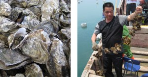 Oysters harvested in Fuzhou, China (Photos by Dustan Hoffman / Crown Prince)