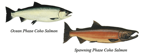 Coho Salmon