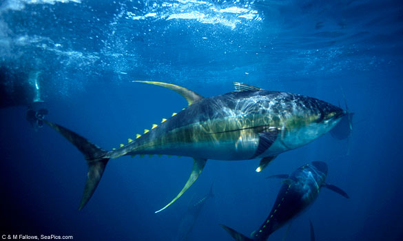 tuna-yellowfin-585-mfk021011